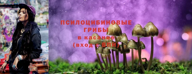 Псилоцибиновые грибы Psilocybe  Катайск 